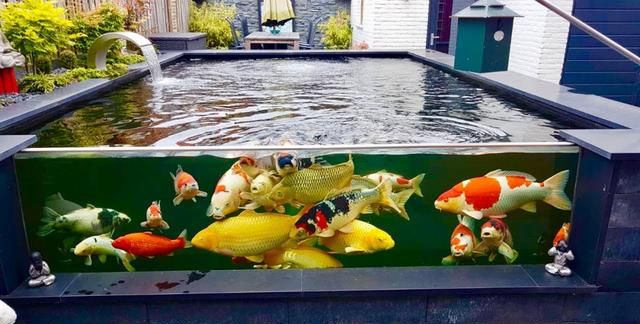 没有梦想的池塘,但爱锦鲤,家中缸养怎么办?注意事项请收好