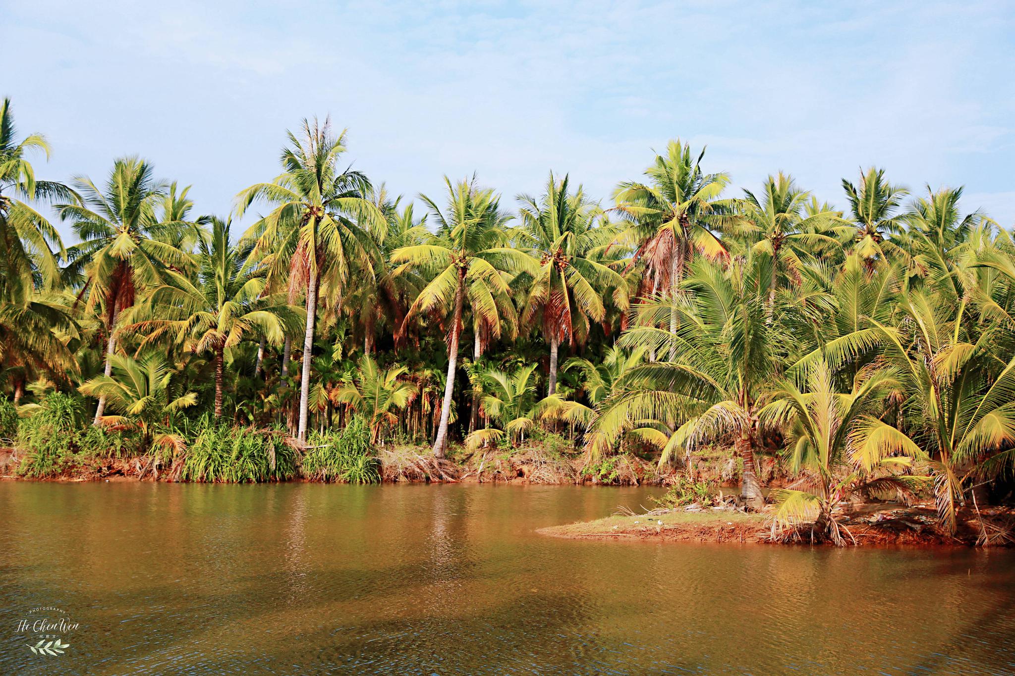 三亚小众秘境,椰林郁郁葱葱,免费开放,却鲜有人知|椰林|椰子洲岛|三亚