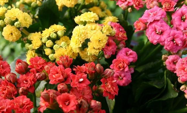 喜欢养各类漂亮的花,就选择"花期长"的花卉,花期在180天以上