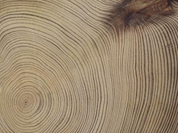 树木年轮—大自然的"活档案",它忠实地记录着自然界的变化!