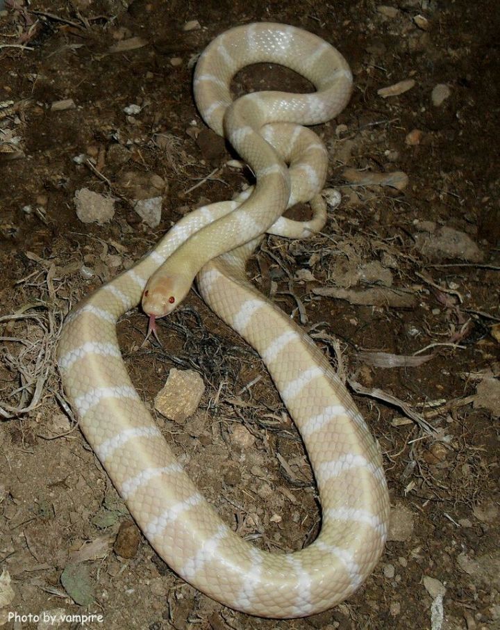 银环蛇|医生|医院_新浪新闻