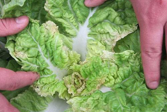 大白菜干烧心,不包心,有农民认为是"缺钙",实际原因不简单