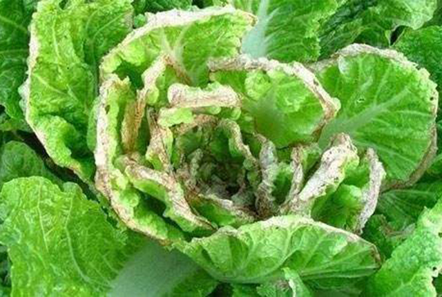 大白菜干烧心,不包心,有农民认为是"缺钙",实际原因不简单