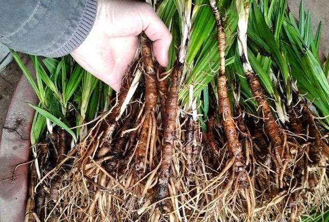 此植物市场价格高还货源少农村多但卖不掉是该反思了吗