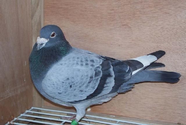 天落鸟进棚存在哪一些风险