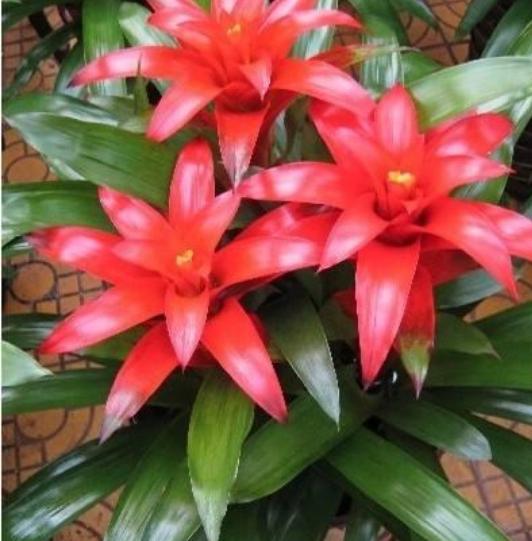 3种"财运花",新的一年好运财运来,蒸蒸日上,添财添富贵