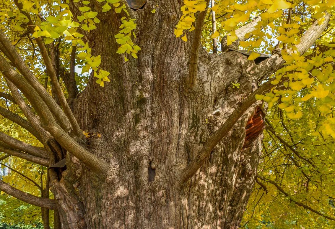 上海最古老的一棵树,生长1200年,被誉为"树王"