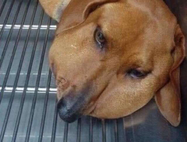 狗狗跑出去玩,回来肿成锥子脸,模样可怜,主人却忍不住大笑