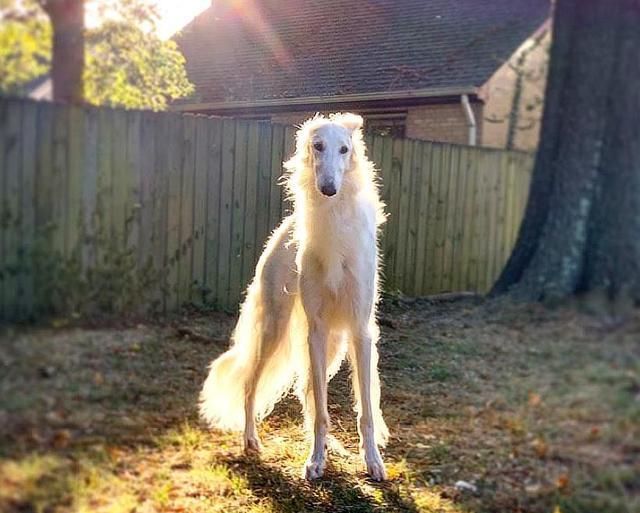 国外一狗狗有个最长的狗鼻子