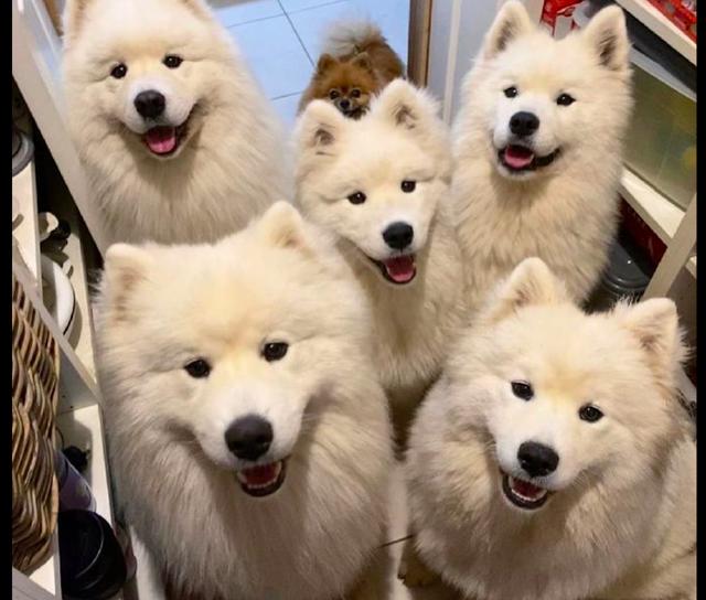 网友每次吃零食,萨摩耶们都笑着看他,那只博美来混吃混喝的吗?