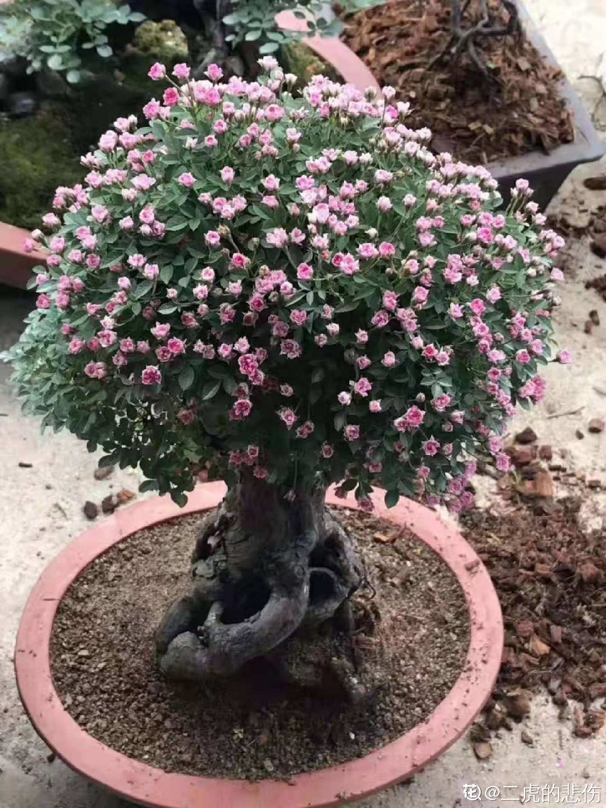 蔷薇嫁接的树月和老桩盆景