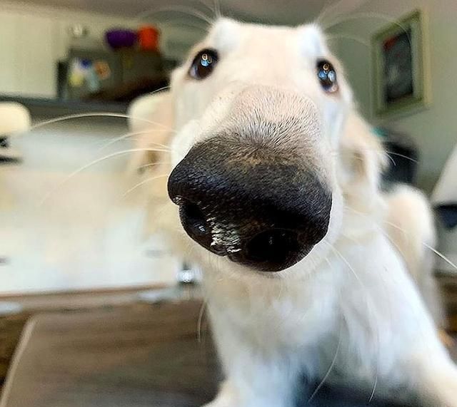 国外一狗狗有个最长的狗鼻子