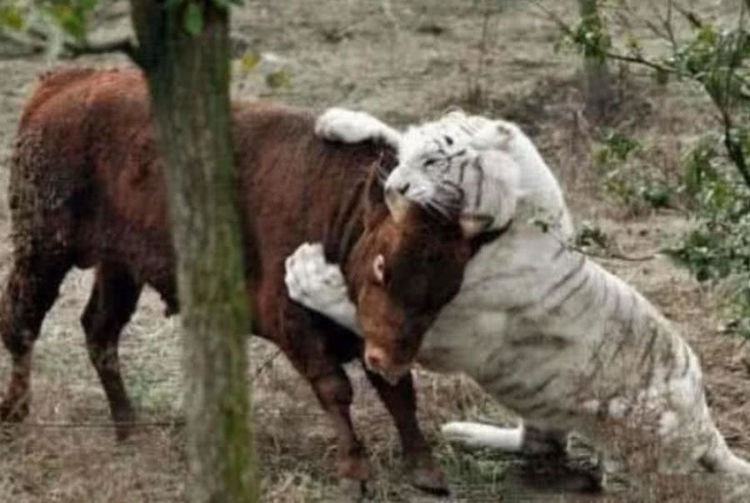 动物园白虎性情暴躁,饿三天后放进了一头牛,结果却让人笑喷了