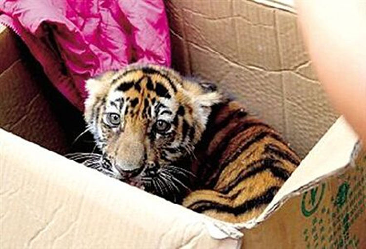 村医救了一只怀孕老虎,半年后上山采药,一回头脚下多了条死蛇