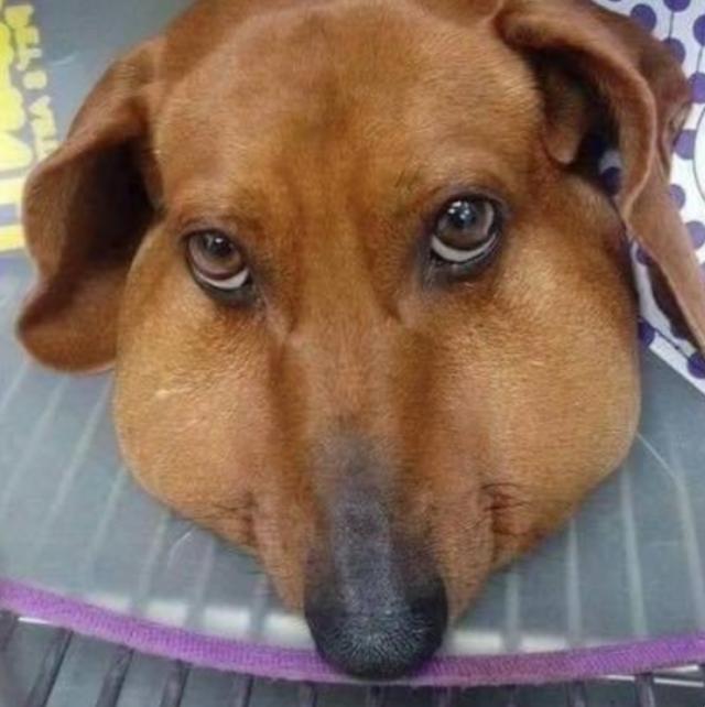 狗狗跑出去玩,回来肿成锥子脸,模样可怜,主人却忍不住大笑