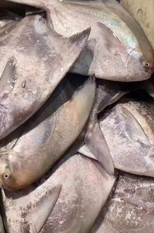 海鱼,好吃又划算,鱼铺老板也会夸你懂行|金线鱼|巴浪鱼|鲈鱼_新浪新闻