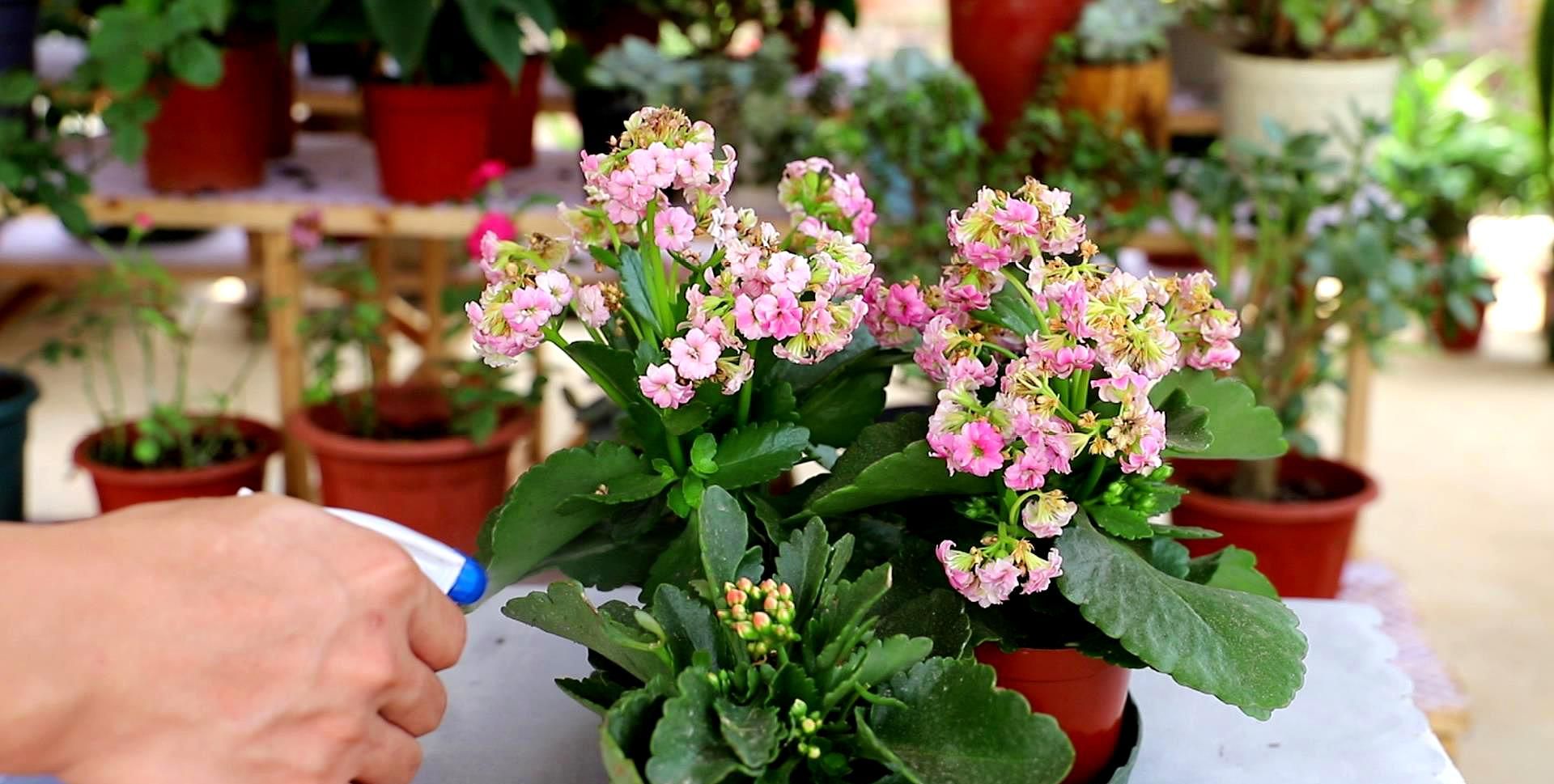 夏天养长寿花,少了这一步,易黑腐难度夏,做好了,按时开爆花