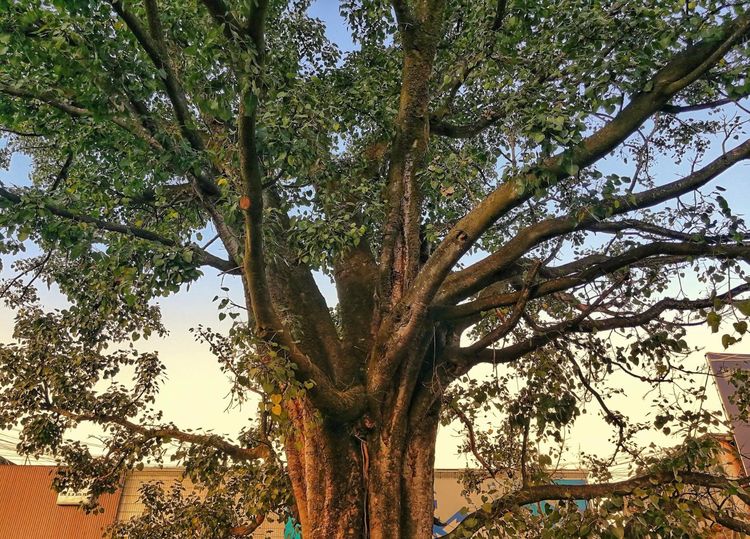 人参果树,马上就想到了猪八戒吃人参果,人参果树是一株非常神奇的树