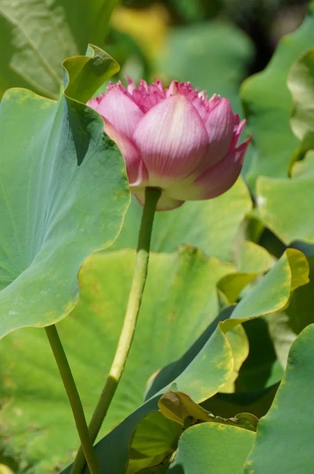 碧绿的荷叶无限延展山黛之色美么