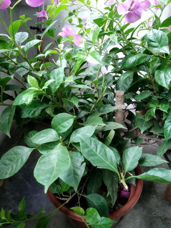 三角梅不长叶又不开花,注意3个细节,枝叶繁茂花开爆盆