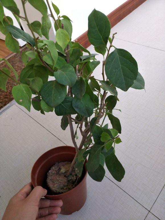 我看到一个网友留言说我的三角梅花不开花也不长叶子.