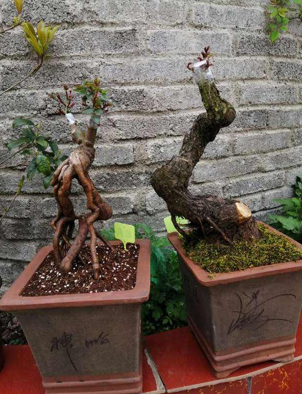 山上挖一棵野蔷薇,回家绑上月季枝,立马变成高价老桩!