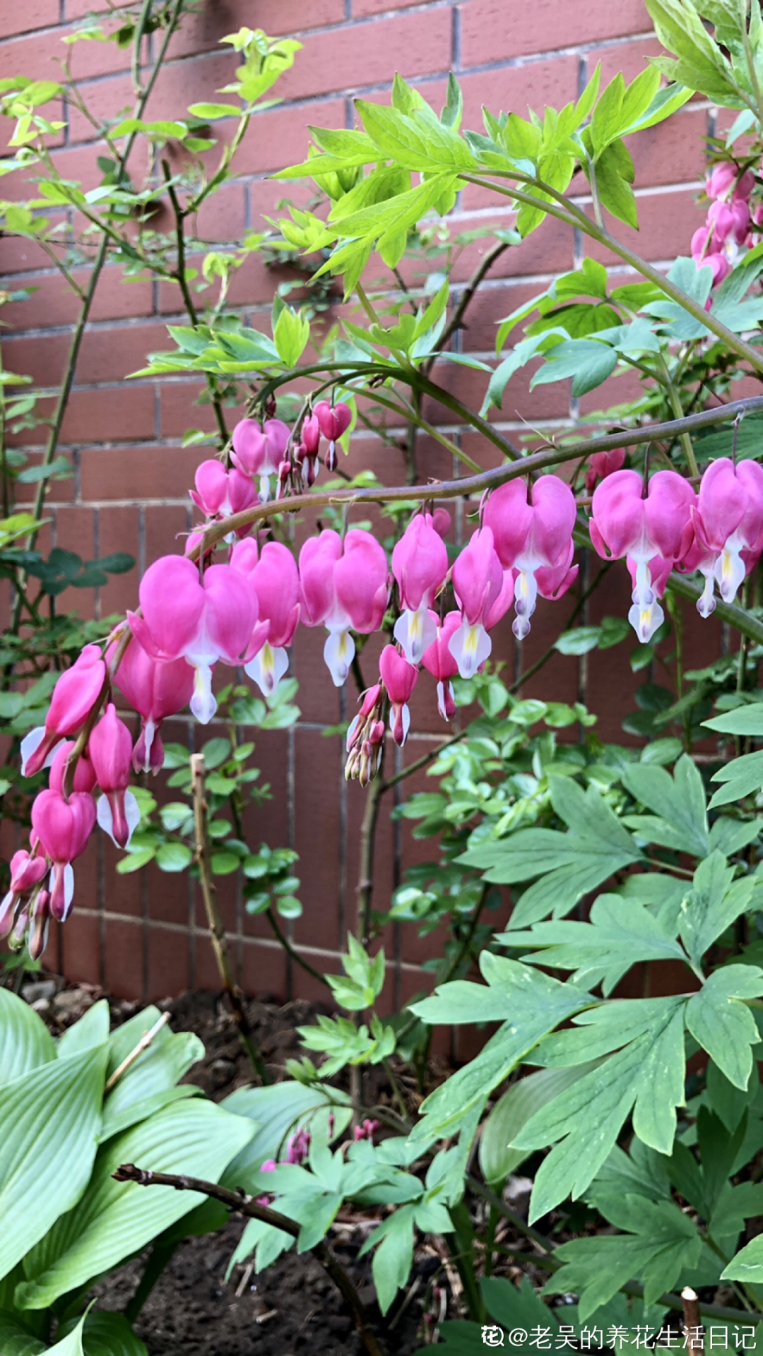 灯笼花有几种(灯笼花图片品种大全)