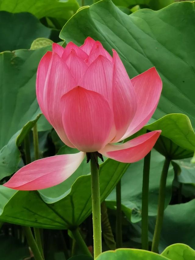 碧绿的荷叶无限延展山黛之色美么