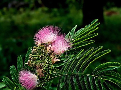 合欢散龙涎香麝香韭菜怎么做成香熏