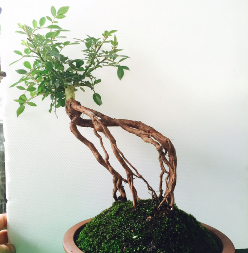 山上挖一棵野蔷薇,回家绑上月季枝,立马变成高价老桩!