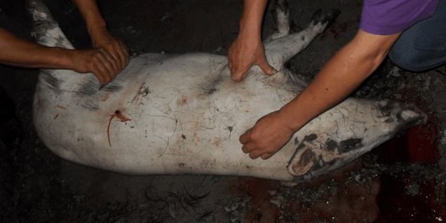 野猪下山祸害庄稼,小伙打死一只抓回家,破开肚子时小伙直眼