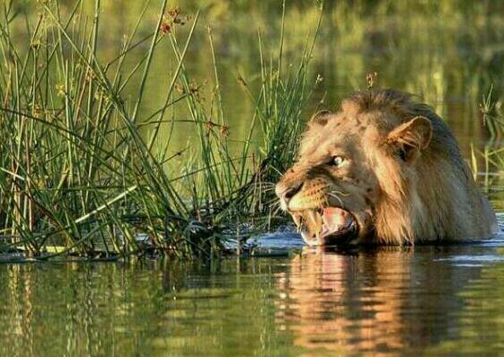 狮子洗澡时遇上劲敌,水面看起来平静,水下可热闹了
