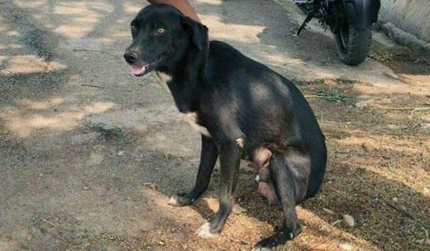 狗妈产下狗崽,却目睹孩子被瞬间踩死,不久含泪而终