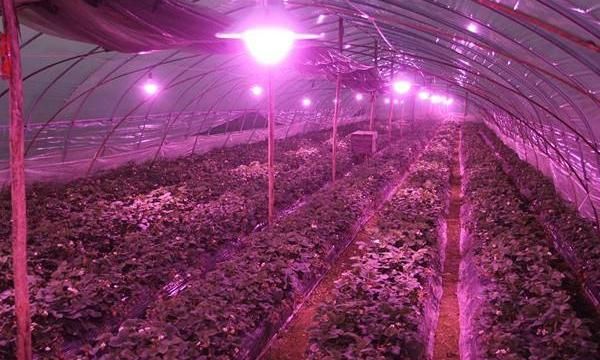 补光灯:大棚作物的"另一个太阳"!草莓上这么用,果子甜又多