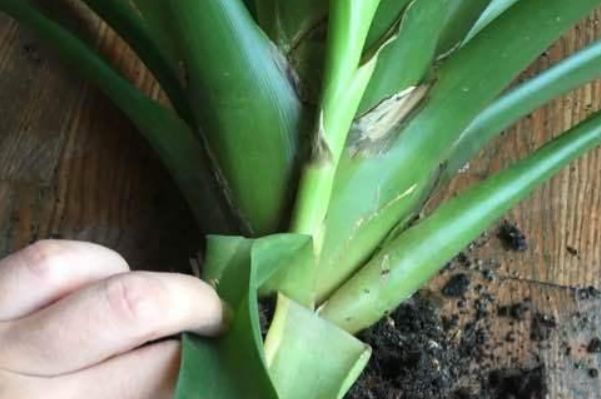 想让鸿运当头分株,要懂得运用侧芽,别说我没告诉你只需几步