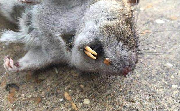 人们都说,从来没见过这么大的老鼠,不知道这是什么类型的老鼠.