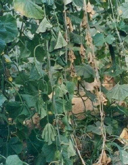 黄瓜枯萎病不可怕,怕你没有好法来治它