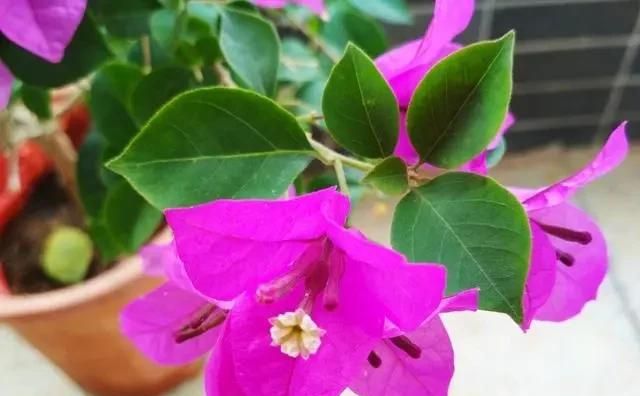 8种花,现在适合扦插,繁殖很多盆,养出小花园,省下很多钱