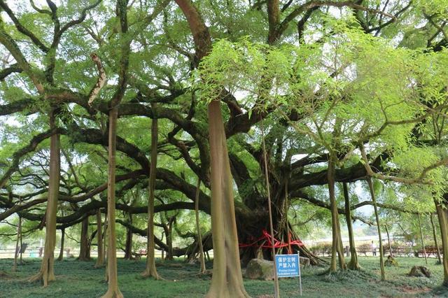 世界上独木成林的一棵树占地15000平方米相当于一个足球场
