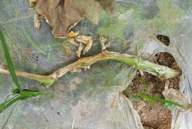 黄瓜枯萎病不可怕,怕你没有好法来治它|枯萎病|发病|症状_新浪新闻