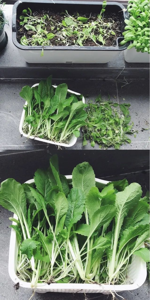 新手种植可尝试一些容易种植的品种,例如生菜,菠菜,茼蒿,油菜,小白菜