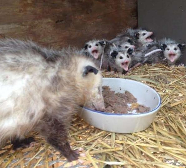 负鼠身受重伤跑到救援组织求助义工发现袋子藏秘密