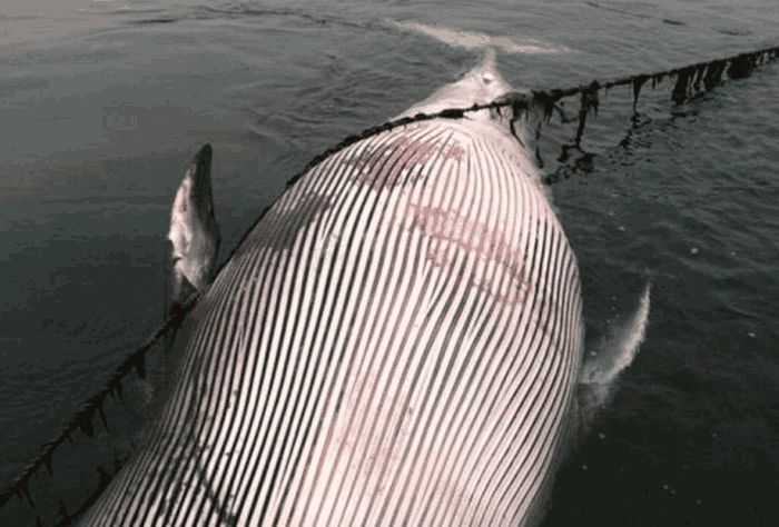 人类测量已知最大的动物,是位于大西洋的福克群岛附近的一头成年蓝鲸