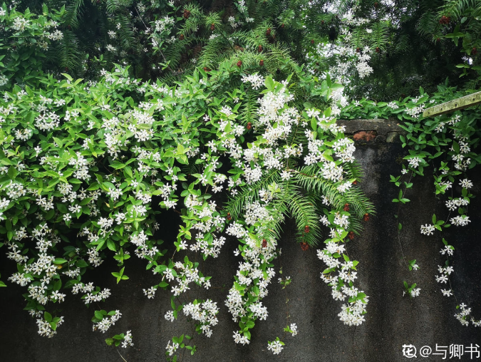 这4种爬藤花,爬墙而不伤墙,家里可以放心养!|爬藤|墙体|植物_新浪新闻