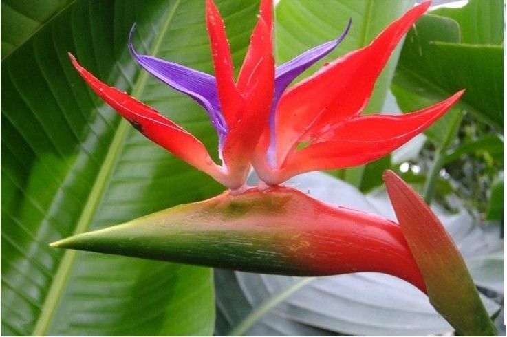 新手养花不如养一盆花中仙鹤望鹤兰仙气十足极为美丽