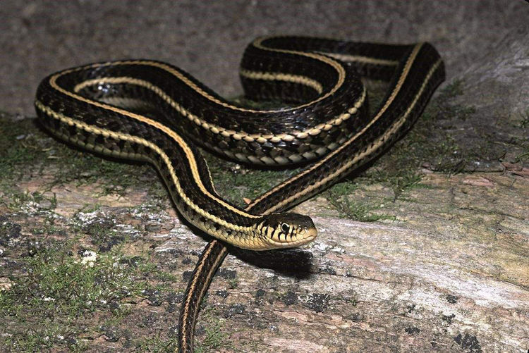 世界3大恐怖毒蛇眼镜王蛇沦为垫底第一位毒液无敌