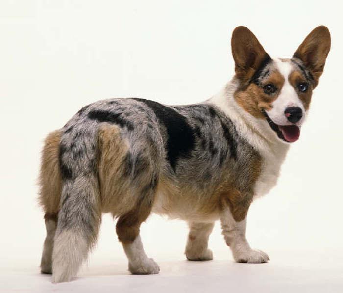 狗狗喜欢追尾巴,除了在和自己玩,也有可能是这5个原因