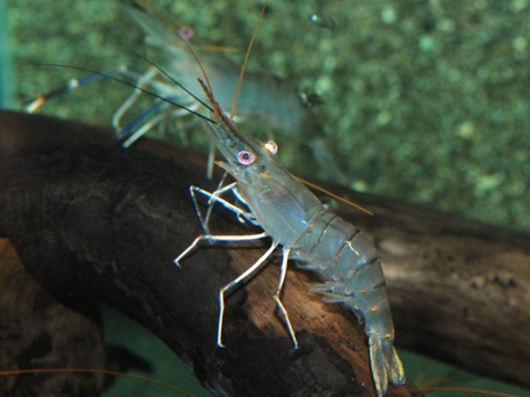 罗氏沼虾是长臂虾科,沼虾属的一种水生节肢动物,因为体型硕大又生活在