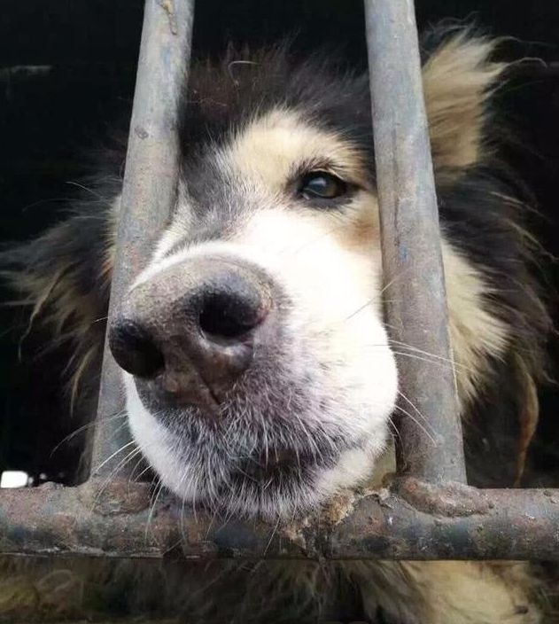 被关在笼子里的狗狗,眼神里都是绝望,让人流泪