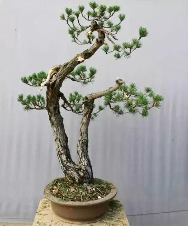 破解一本双干式微型盆景制作方法,6步骤完成盆景造型